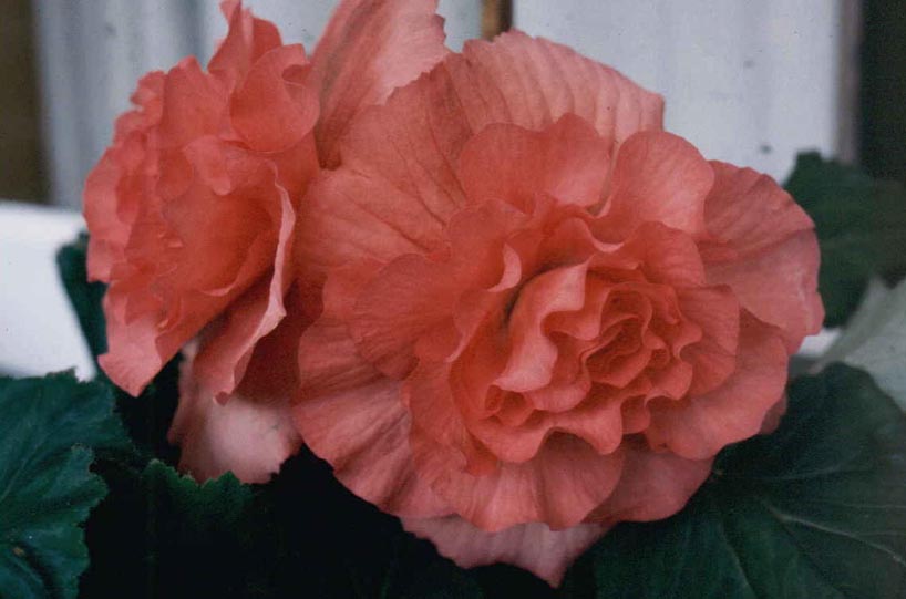 B. ‘Rose Princess’